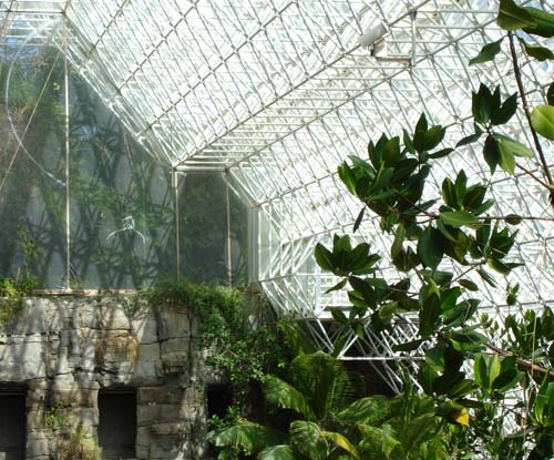 rainforest2418