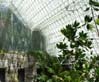 rainforest2418