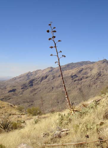 agave2467