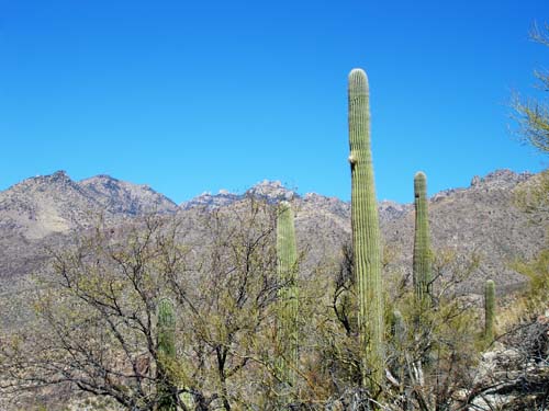 cacti2436