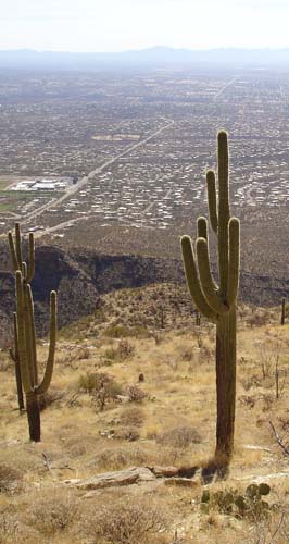 cacti2464