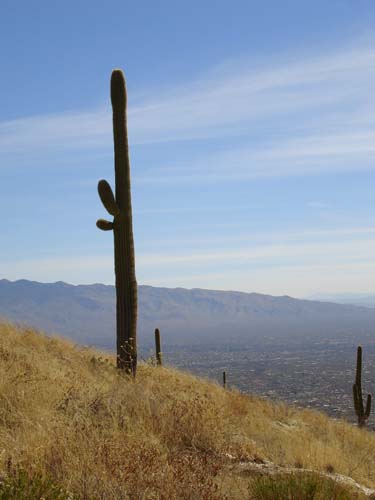 cacti2470