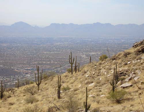 cacti2471