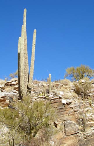 cactus2457