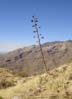 agave2467