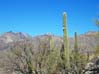 cacti2436