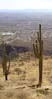 cacti2464