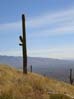 cacti2470