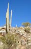 cactus2457