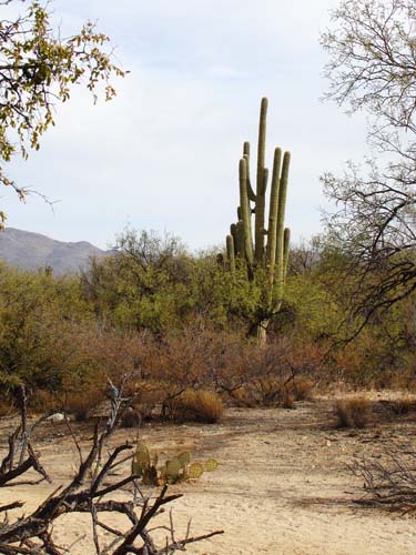 214saguaro2489
