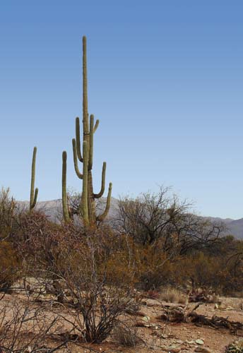 214saguaro2494