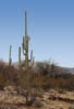 214saguaro2494