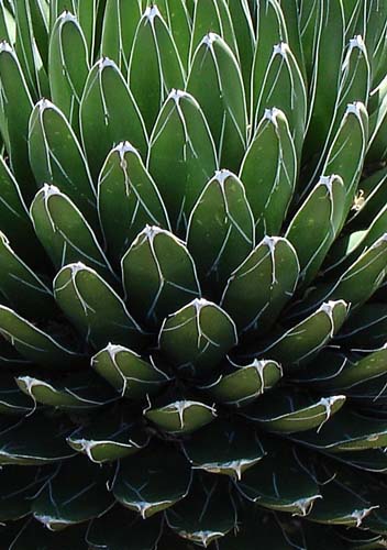 agave2544
