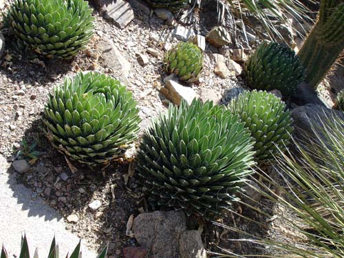 agaves2545