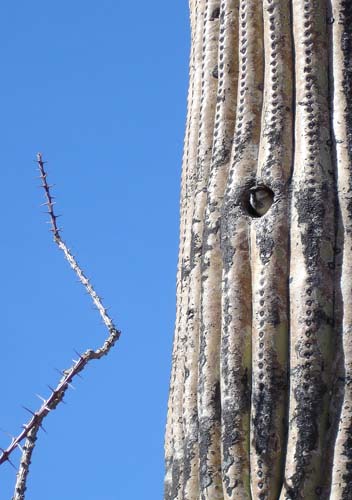 cactuswren2522