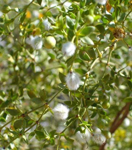 creosote2504