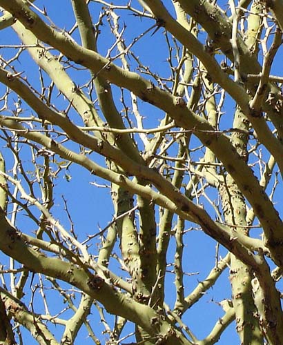 paloverde2541