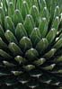 agave2544