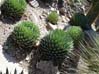 agaves2545