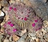 cactusblooms2537