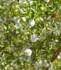creosote2504