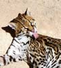 margay2510