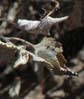 triangleleafbursage2525