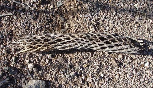cactusbranch2166
