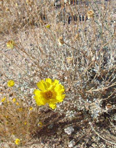 desertmarigold2147
