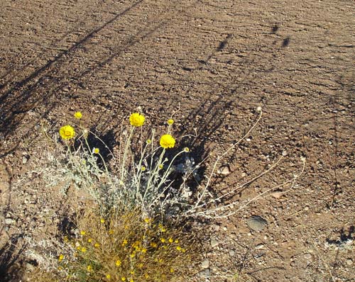desertmarigolds2429