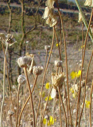 pantanoflowers02148