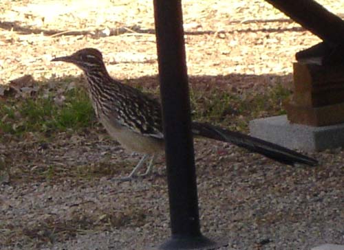 roadrunner2139