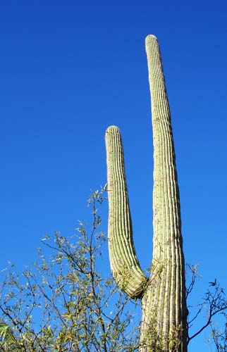 saguaro2158