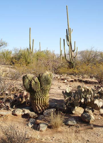 saguaronp2153
