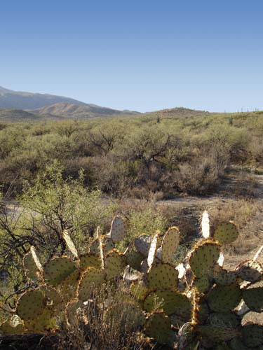 saguaronp2154