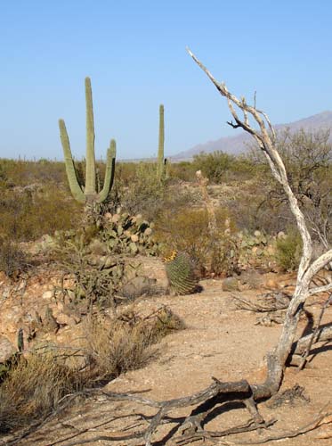 saguaronp2155