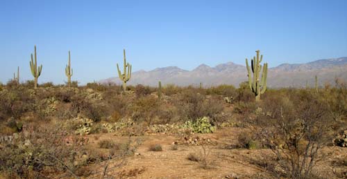 saguaronp2156