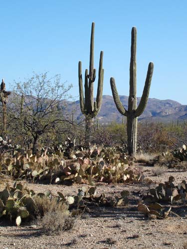 saguaronp2157