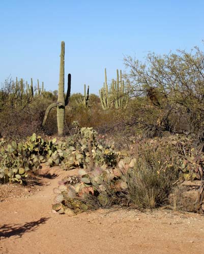 saguaronp2162