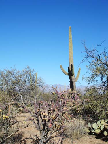 saguaronp2163