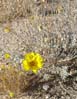 desertmarigold2147