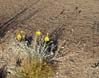 desertmarigolds2429