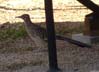 roadrunner2139