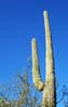 saguaro2158
