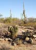 saguaronp2153