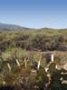 saguaronp2154