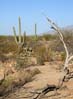 saguaronp2155