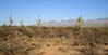 saguaronp2156
