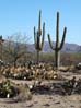 saguaronp2157