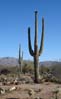 saguaronp2159